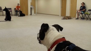 rescue dog adoption pa