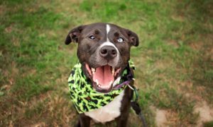 rescue dog adoption pa