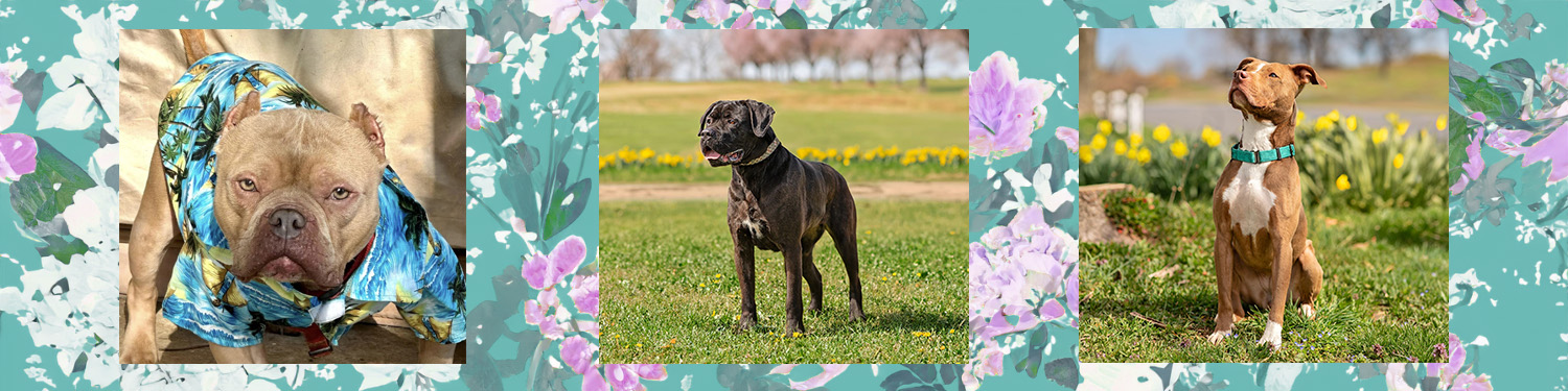 CompAnimals-Spring-Dog-Banner-v2