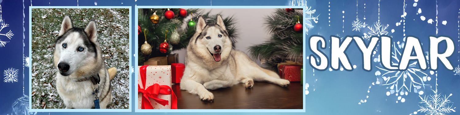 Skylar-banner-20251208