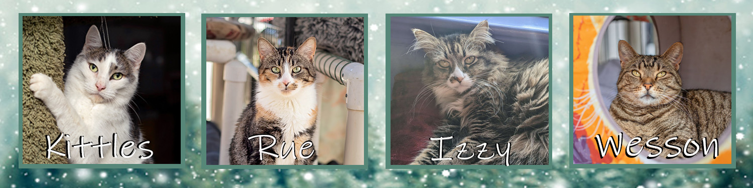 Comp-A-banner_cats_20260110