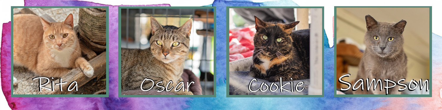 Comp-A-banner_cats_20260423