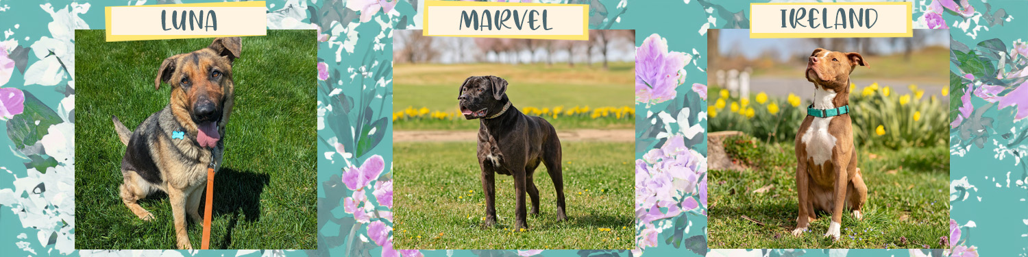 CompAnimals-Spring-Dog-Banner-20260423