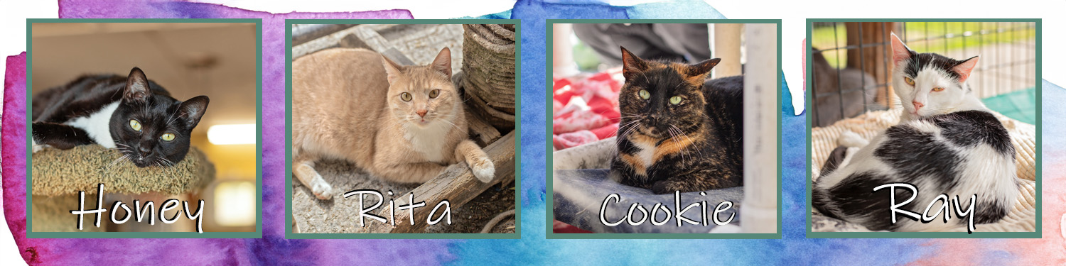 Comp-A-banner_cats_20260504