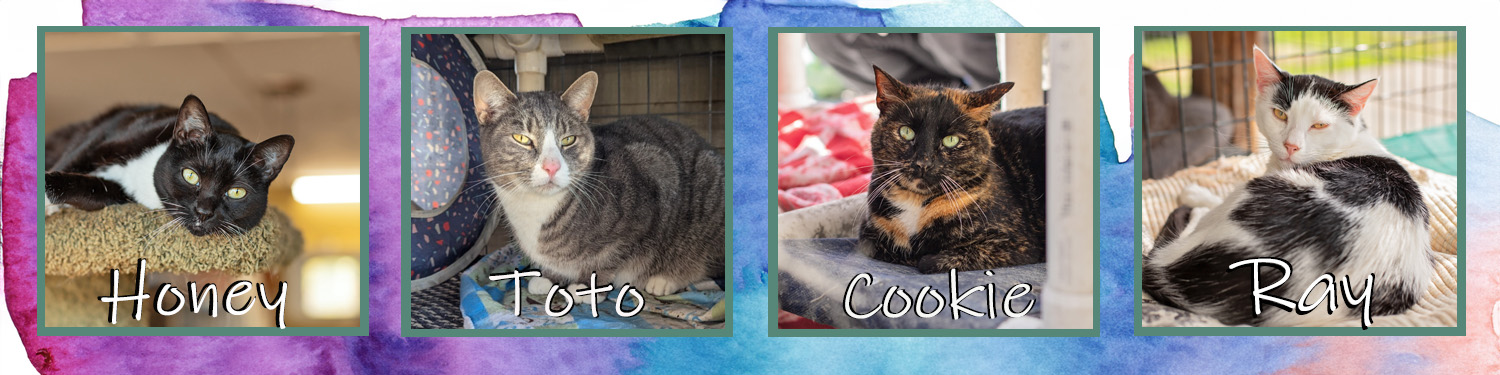 Comp-A-banner_cats_20260702