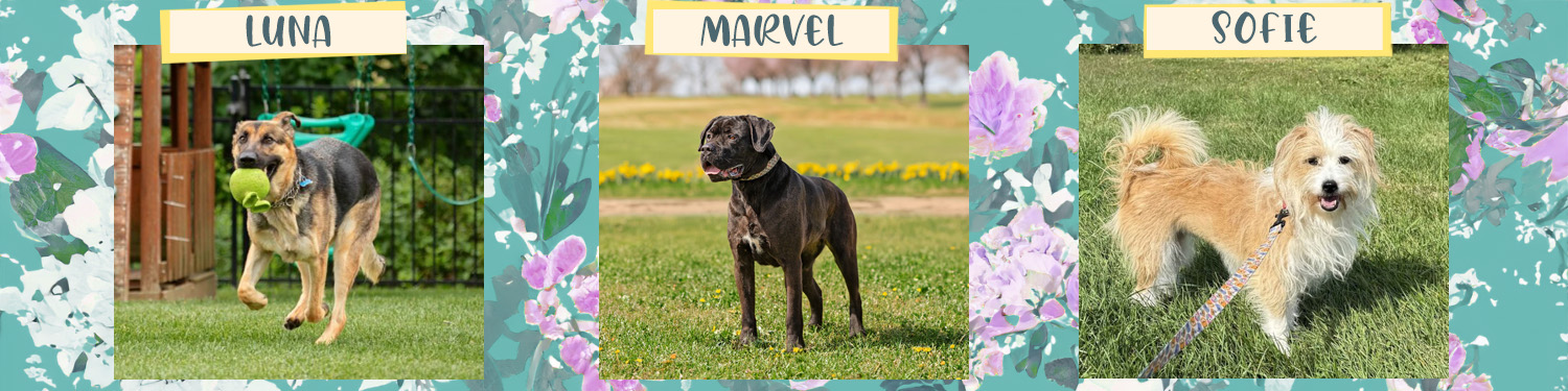 CompAnimals-Spring-Dog-Banner_20260730