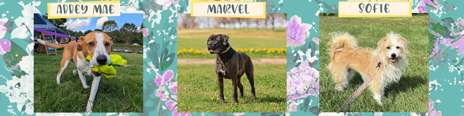 CompAnimals-Spring-Dog-Banner-20260920