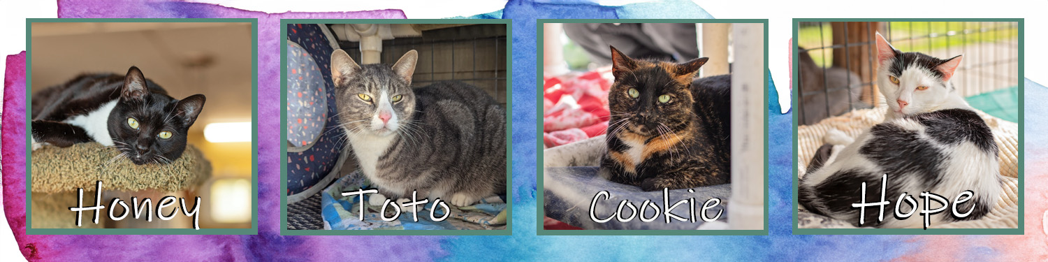 Comp-A-banner_cats-20260923